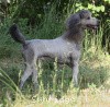 A photo of Sunridge Untouchable Vision, a silver standard poodle