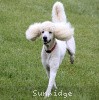 A photo of Sunridge Unforgettable Dreamz, a white standard poodle