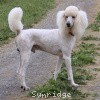 A picture of Sunridge Unforgettable Dreamz, a white standard poodle