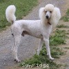 A photo of Sunridge Unforgettable Dreamz, a white standard poodle