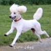 A photo of Sunridge Unforgettable Dreamz, a white standard poodle