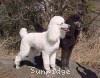 A photo of Amandi's Midnight Blue, a blue standard poodle