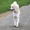 A photo of Sunridge Unforgettable Dreamz, a white standard poodle