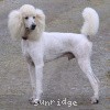A photo of Sunridge Unforgettable Dreamz, a white standard poodle