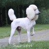 A photo of Sunridge Unforgettable Dreamz, a white standard poodle