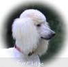 A photo of Sunridge Unforgettable Dreamz, a white standard poodle