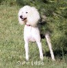 A photo of Sunridge Unforgettable Dreamz, a white standard poodle