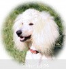 A photo of Sunridge Unforgettable Dreamz, a white standard poodle