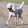 A photo of Sunridge Unforgettable Dreamz, a white standard poodle