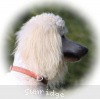 A photo of Sunridge Unforgettable Dreamz, a white standard poodle