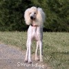 A photo of Sunridge Unforgettable Dreamz, a white standard poodle