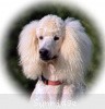 A photo of Sunridge Unforgettable Dreamz, a white standard poodle