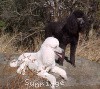 A photo of Amandi's Midnight Blue, a blue standard poodle