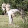 A photo of Sunridge Unforgettable Dreamz, a white standard poodle