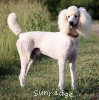 A photo of Sunridge Unforgettable Dreamz, a white standard poodle