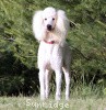 A photo of Sunridge Unforgettable Dreamz, a white standard poodle