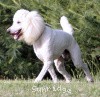 A photo of Sunridge Unforgettable Dreamz, a white standard poodle