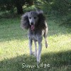 A photo of Sunridge Untouchable Vision, a silver standard poodle