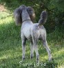 A photo of Sunridge Untouchable Vision, a silver standard poodle
