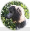 A photo of Sunridge Untouchable Vision, a silver standard poodle