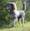 A photo of Sunridge Untouchable Vision, a silver standard poodle