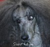 A photo of Amandi's Midnight Blue, a blue standard poodle