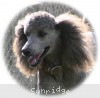 A photo of Sunridge Untouchable Vision, a silver standard poodle