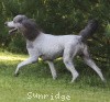 A photo of Sunridge Untouchable Vision, a silver standard poodle