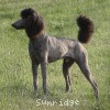 A photo of Sunridge Midnight Warrior Prince, a silver standard poodle