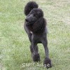 A photo of Sunridge Midnight Warrior, a blue standard poodle