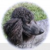 A photo of Sunridge Midnight Warrior, a blue standard poodle