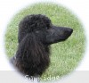 A photo of Sunridge Midnight Warrior, a blue standard poodle