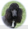 A photo of Sunridge Midnight Warrior, a blue standard poodle