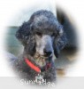 A photo of Sunridge Midnight Warrior, a blue standard poodle