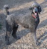 A photo of Sunridge Midnight Warrior, a blue standard poodle