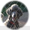 A photo of Sunridge Midnight Warrior, a blue standard poodle