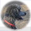 A photo of Sunridge Midnight Warrior, a blue standard poodle