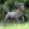 A photo of Sunridge Midnight Warrior, a blue standard poodle