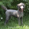 A photo of Sunridge Midnight Warrior, a blue standard poodle