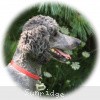 A photo of Sunridge Midnight Warrior, a blue standard poodle