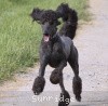 A photo of Sunridge Midnight Warrior, a blue standard poodle