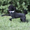 A photo of Sunridge Untouchable Twilight Reverie, a black standard poodle