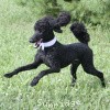 A photo of Sunridge Untouchable Twilight Reverie, a black standard poodle