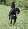 A photo of Sunridge Untouchable Twilight Reverie, a black standard poodle