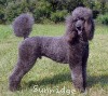 A photo of Amandi's Midnight Blue, a blue standard poodle