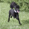 A photo of Sunridge Untouchable Twilight Reverie, a black standard poodle