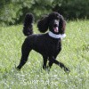 A photo of Sunridge Untouchable Twilight Reverie, a black standard poodle