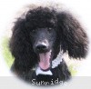 A photo of Sunridge Untouchable Twilight Reverie, a black standard poodle