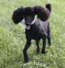 A photo of Sunridge Untouchable Twilight Reverie, a black standard poodle