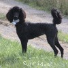 A photo of Sunridge Untouchable Twilight Reverie, a black standard poodle